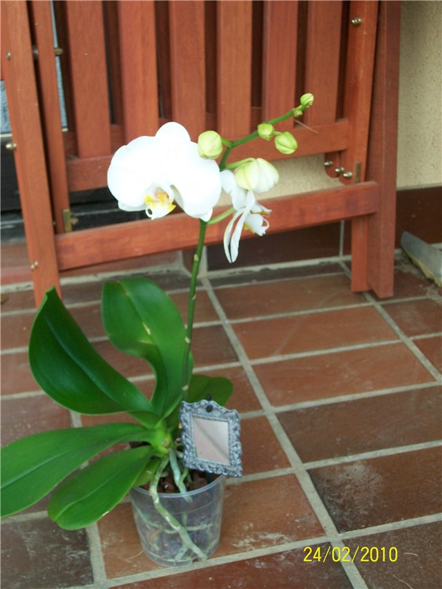 orhideja phalaenopsis